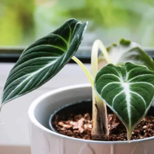 Black Velvet Alocasia Live Plant - Rare Indoor Houseplant - 5-9 Inches - Dark Green Leaves