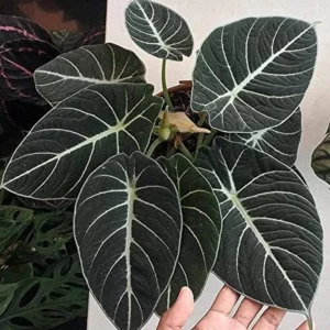 Black Velvet Alocasia Live Plant - Rare Indoor Houseplant - 5-9 Inches - Dark Green Leaves