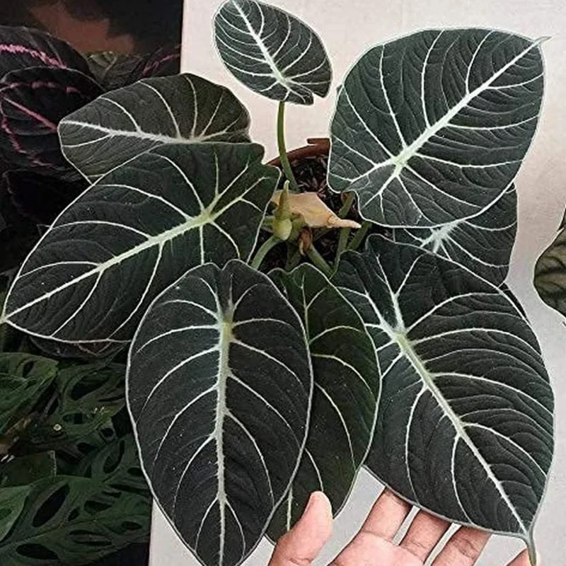 Black Velvet Alocasia Live Plant - Rare Indoor Houseplant - 5-9 Inches - Dark Green Leaves