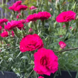 Red Carnation Plant Live Trailing Flower, 4-7 Inch Plug