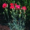 Red Carnation Plant Live Trailing Flower, 4-7 Inch Plug