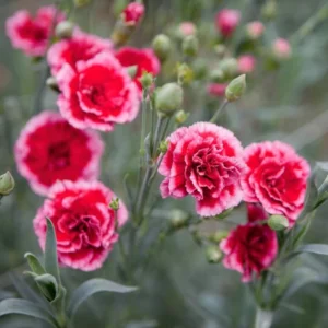 Red Carnation Plant Live Trailing Flower, 4-7 Inch Plug