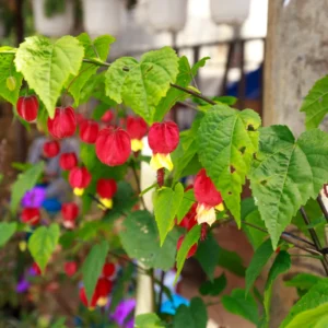 Trailing Abutilon Plants Live - Red Hanging Lantern Flowering Plugs 3-6 Inch