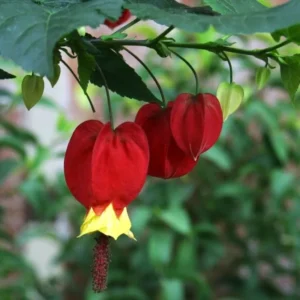 Trailing Abutilon Plants Live - Red Hanging Lantern Flowering Plugs 3-6 Inch