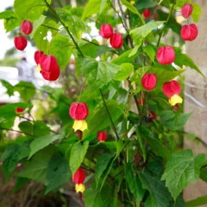 Trailing Abutilon Plants Live - Red Hanging Lantern Flowering Plugs 3-6 Inch