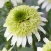 Coneflower Live Plant - Perennial Echinacea Plants - 4-6 Inch Plug