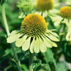 Coneflower Live Plant - Perennial Echinacea Plants - 4-6 Inch Plug