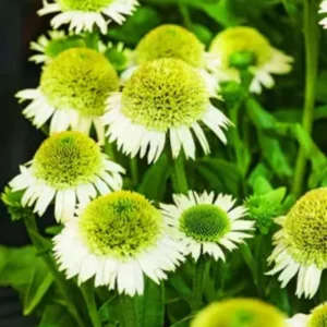 Coneflower Live Plant - Perennial Echinacea Plants - 4-6 Inch Plug