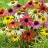 Echinacea Perennial - 2 Live Coneflower Plants - 4-6" Tall - Well-Rooted Plugs