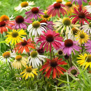 Echinacea Perennial - 2 Live Coneflower Plants - 4-6