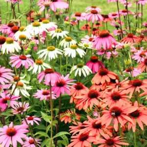 Echinacea Perennial - 2 Live Coneflower Plants - 4-6