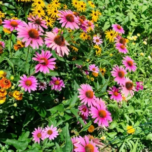 Echinacea Perennial - 2 Live Coneflower Plants - 4-6