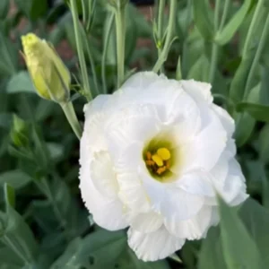 Lisianthus Plant Live - Well Rooted Plug 3-5" - Thornless Roses - Garden Ready