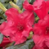 Light Red Rhododendron Plant Live Azalea Bush - Full Sun Ready to Plant