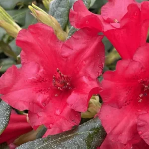 Light Red Rhododendron Plant Live Azalea Bush - Full Sun Ready to Plant