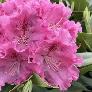 Pink Rhododendron Plant Live Azalea Bush - Full Sun Outdoor Ready to Plant