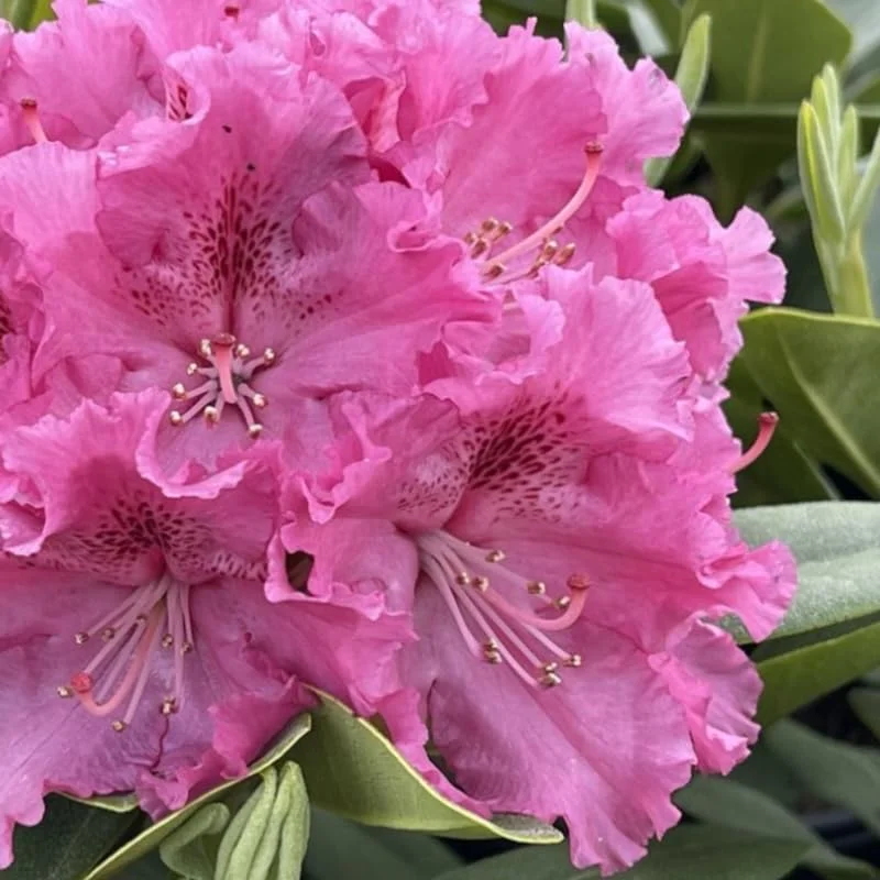 Pink Rhododendron Plant Live Azalea Bush - Full Sun Outdoor Ready to Plant