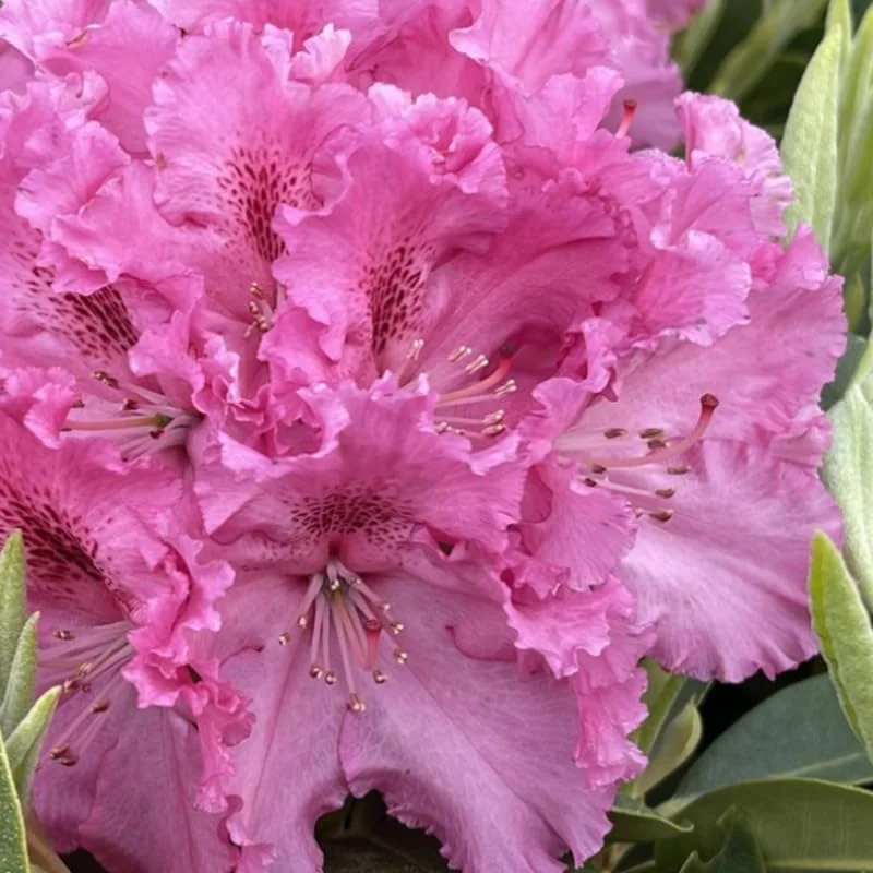 Pink Rhododendron Plant Live Azalea Bush - Full Sun Outdoor Ready to Plant