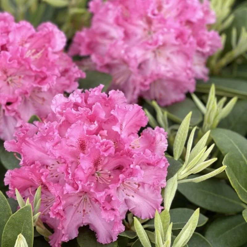 Pink Rhododendron Plant Live Azalea Bush - Full Sun Outdoor Ready to Plant