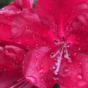 Red Rhododendron Plant Live Azalea Bush Ready to Plant Full Sun