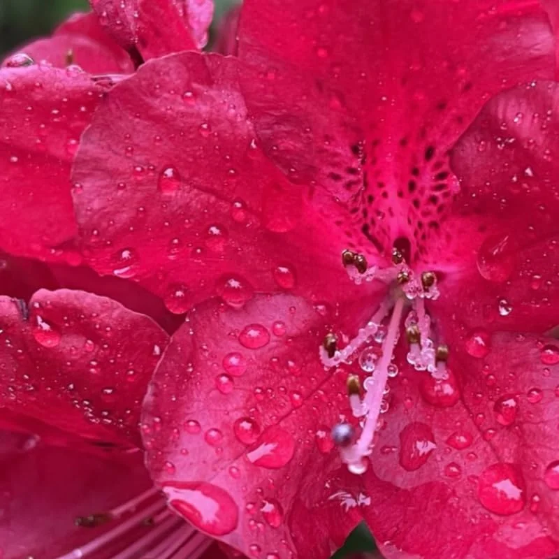 Red Rhododendron Plant Live Azalea Bush Ready to Plant Full Sun