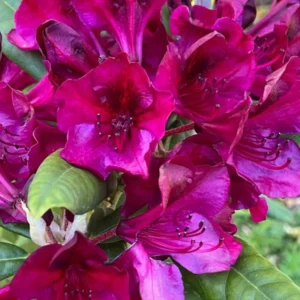 Dark Red Rhododendron Plant Live Azalea Bushes Full Sun Outdoor Plants