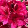 Dark Red Rhododendron Plant Live Azalea Bushes Full Sun Outdoor Plants