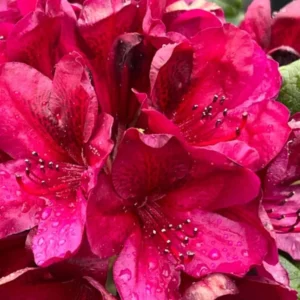 Dark Red Rhododendron Plant Live Azalea Bushes Full Sun Outdoor Plants