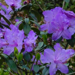 Blue Rhododendron Plant Live Azalea Bush - Full Sun Outdoor Plant