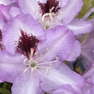 Light Blue Rhododendron Plant Live - Azalea Bush - Full Sun Outdoor Plant