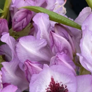 Light Blue Rhododendron Plant Live - Azalea Bush - Full Sun Outdoor Plant