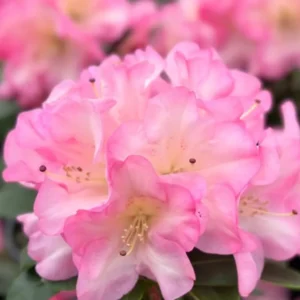 Pink Yellow Rhododendron Plant Live - Azalea Bush - Ready To Plant - Full Sun