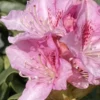 Pink Reddish Rhododendron Azalea Plant Live Bushes - Ready to Plant - Full Sun Outdoor