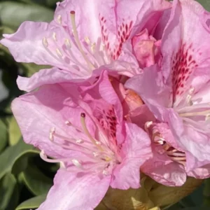 Pink Reddish Rhododendron Azalea Plant Live Bushes - Ready to Plant - Full Sun Outdoor