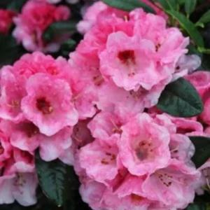 Pink Rhododendron Plant Live Azalea Dark Leaf Shrub Ready to Plant
