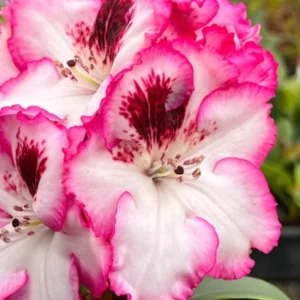 Vivid Pink White Rhododendron Live Plant Azalea Bush Ready to Plant Outdoor Shrub