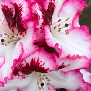 Vivid Pink White Rhododendron Live Plant Azalea Bush Ready to Plant Outdoor Shrub