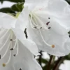 White Rhododendron Plant Live - Fragrant Azalea Bush, Ready to Plant, Outdoor Shrub