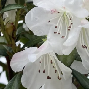 White Rhododendron Plant Live - Fragrant Azalea Bush, Ready to Plant, Outdoor Shrub
