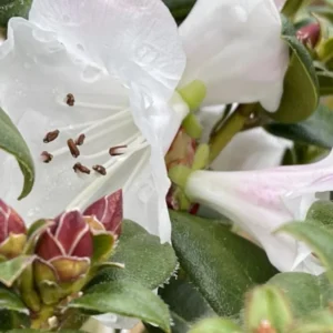 White Rhododendron Plant Live - Fragrant Azalea Bush, Ready to Plant, Outdoor Shrub