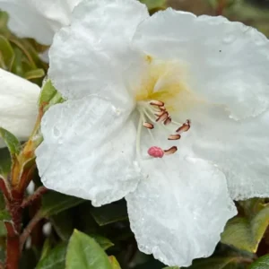 Fragrant Pink Rhododendron Plant - Live Azalea Bush - Ready to Plant