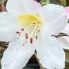 Fragrant Pink Rhododendron Plant - Live Azalea Bush - Ready to Plant
