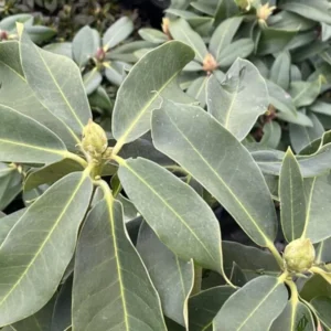 Light Pink Rhododendron Plant Live Azalea Bush - Ready to Plant Outdoor Shrub