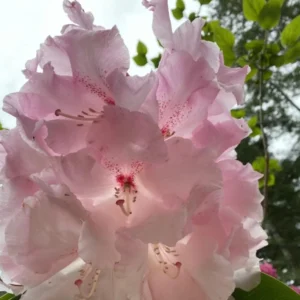 Light Pink Rhododendron Plant Live Azalea Bush - Ready to Plant Outdoor Shrub