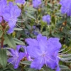 Upright Blue Rhododendron Plant - Live Azalea Bush - Ready to Plant - Outdoor Shrub