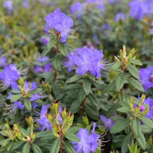 Upright Blue Rhododendron Plant - Live Azalea Bush - Ready to Plant - Outdoor Shrub