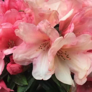 Pink Peach Rhododendron Plant Live Azalea Bush Ready To Plant Outdoor Shrub