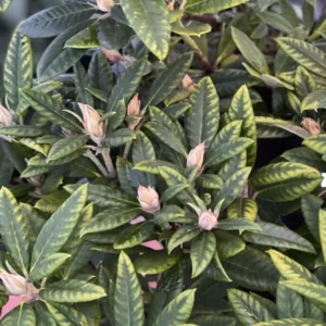 Orange Rhododendron Plant - Live Azalea Bush - Ready to Plant - Outdoor Shrubs