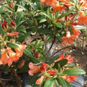 Orange Rhododendron Plant - Live Azalea Bush - Ready to Plant - Outdoor Shrubs