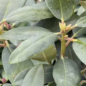 Purple Blue Rhododendron Live Plant Shrubs - Fragrant Azalea Bushes for Outdoor Planting